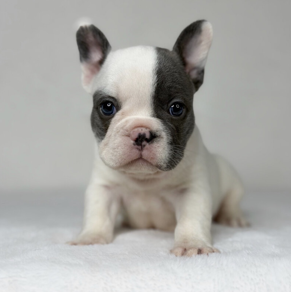 Cooper - French Bulldog Puppy Male
