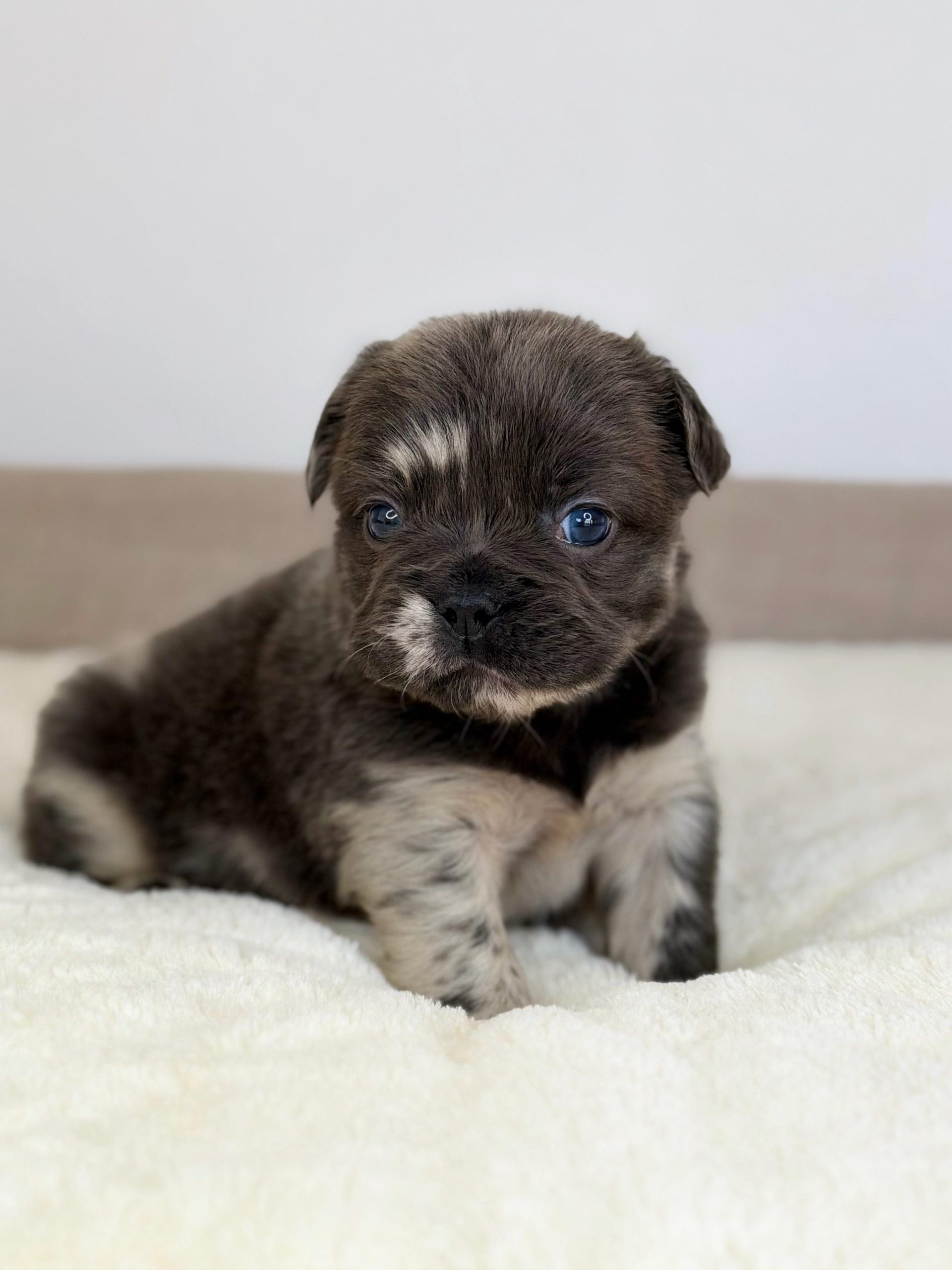 Jack - French Bulldog Puppy Male