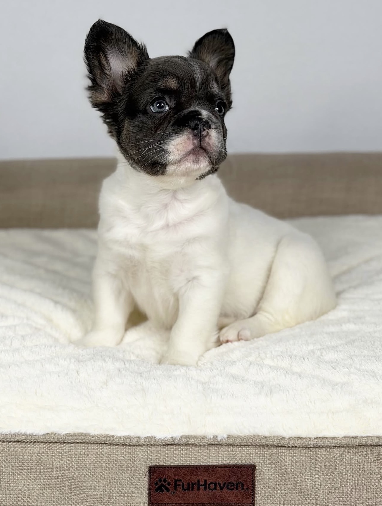 Lisa - French Bulldog Puppy Female