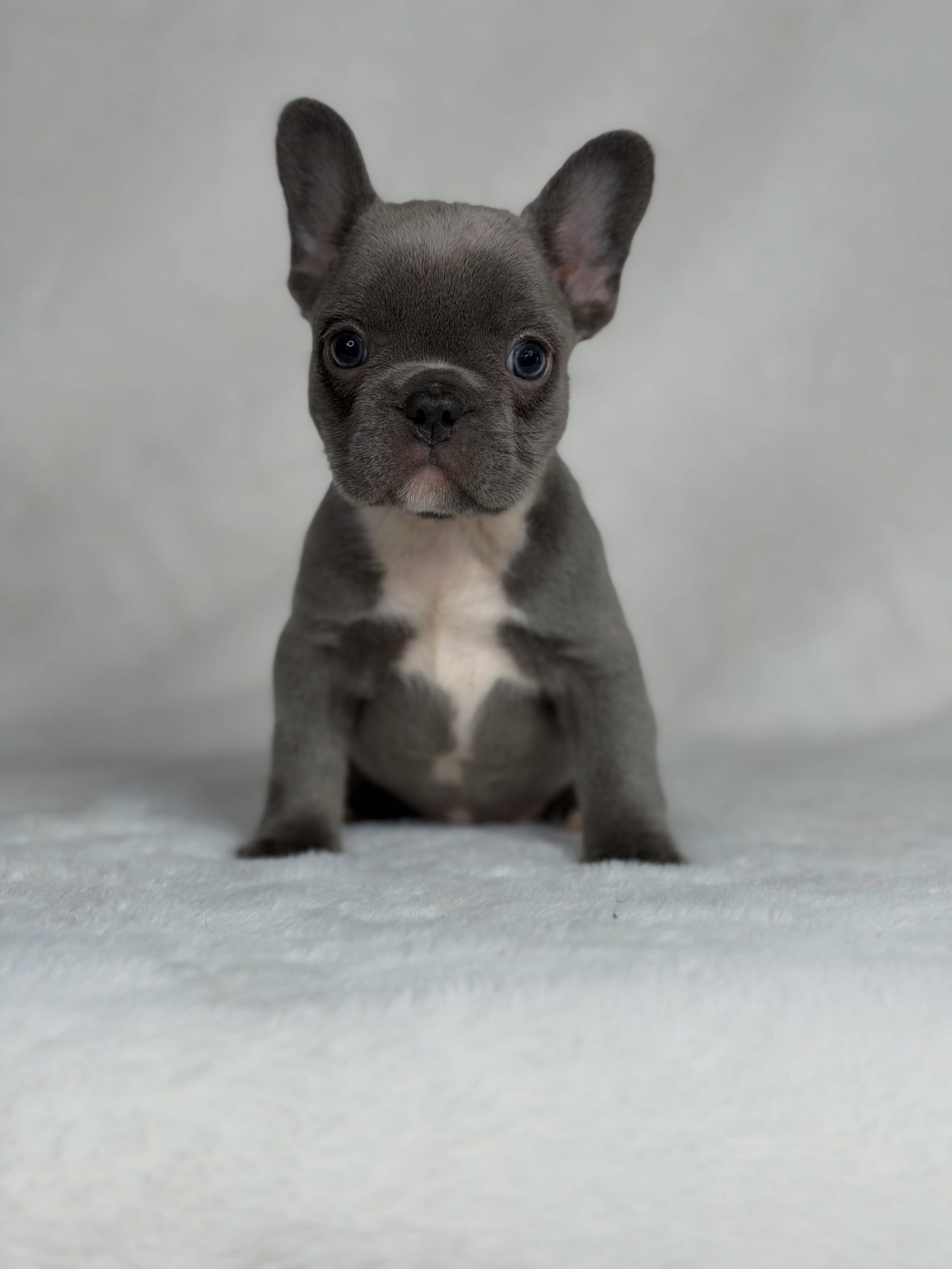 Molly - French Bulldog Puppy Female