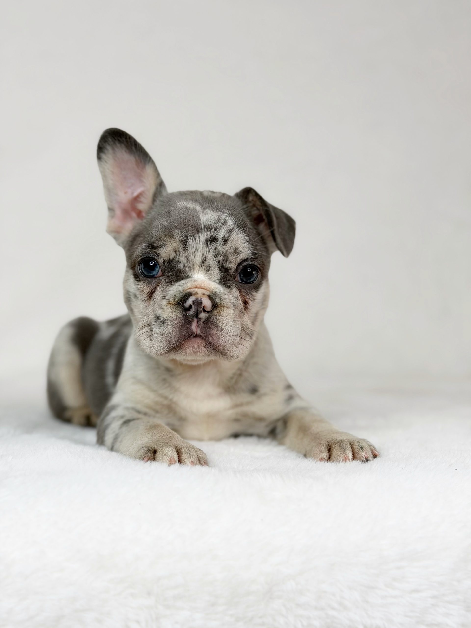 Nala - French Bulldog Puppy Female