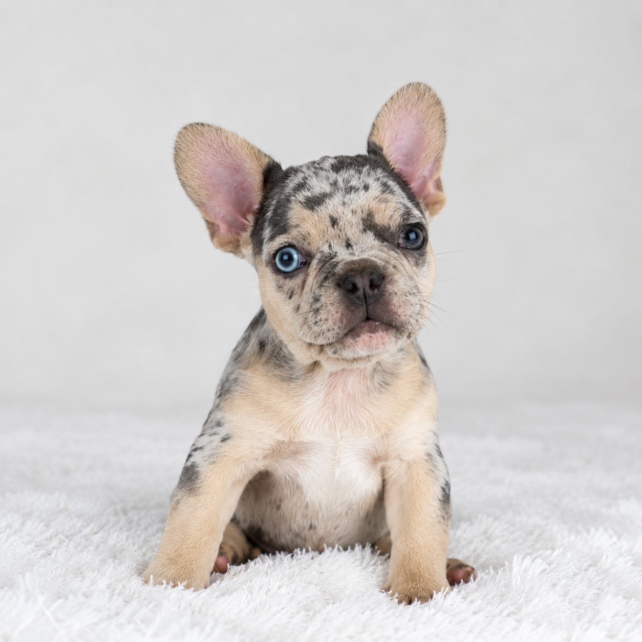 Taylor - French Bulldog Puppy Male