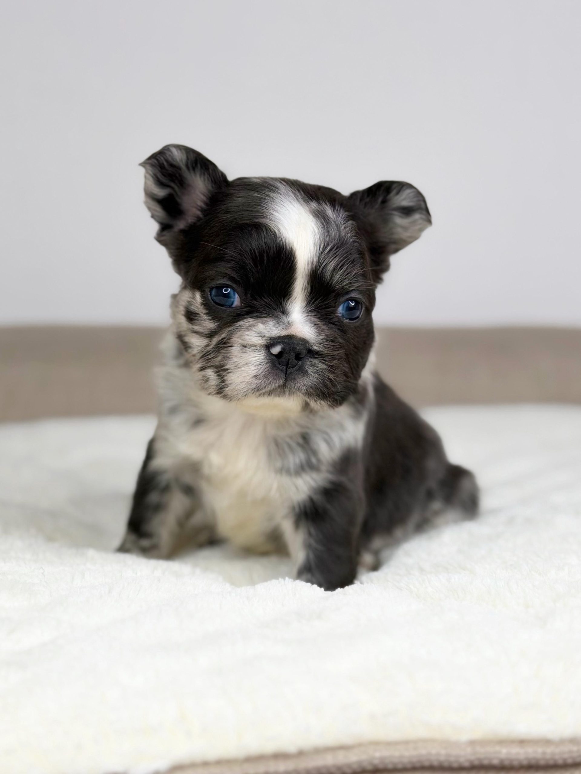 Willow - French Bulldog Puppy Female