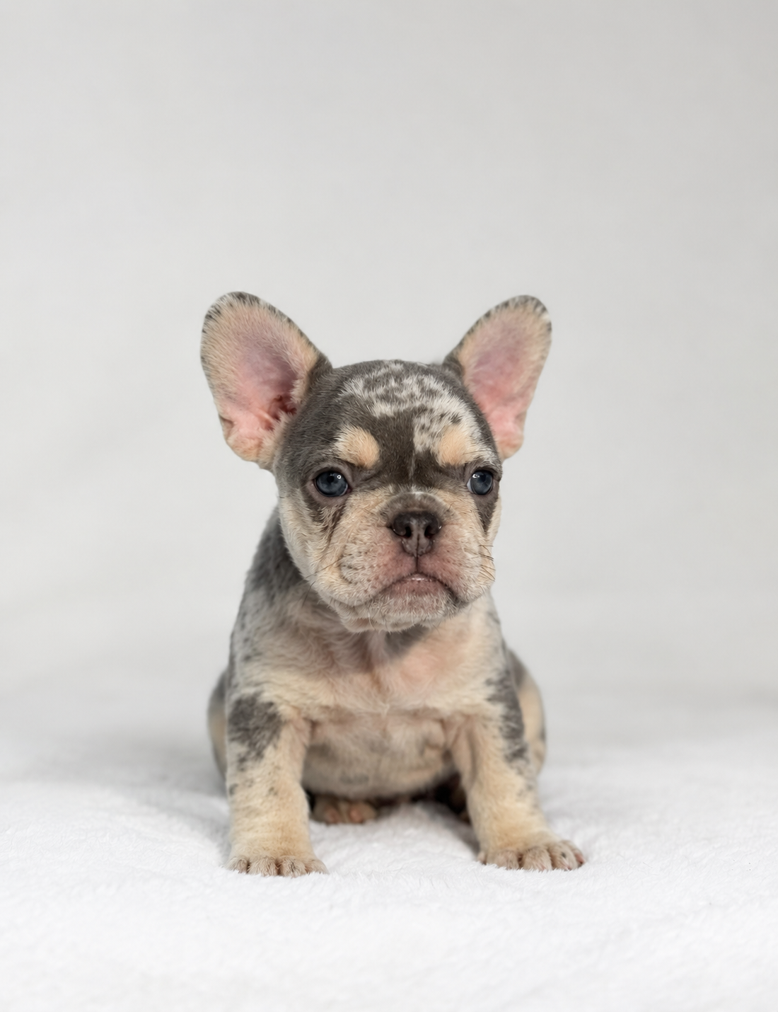 Benji - French Bulldog Puppy Male