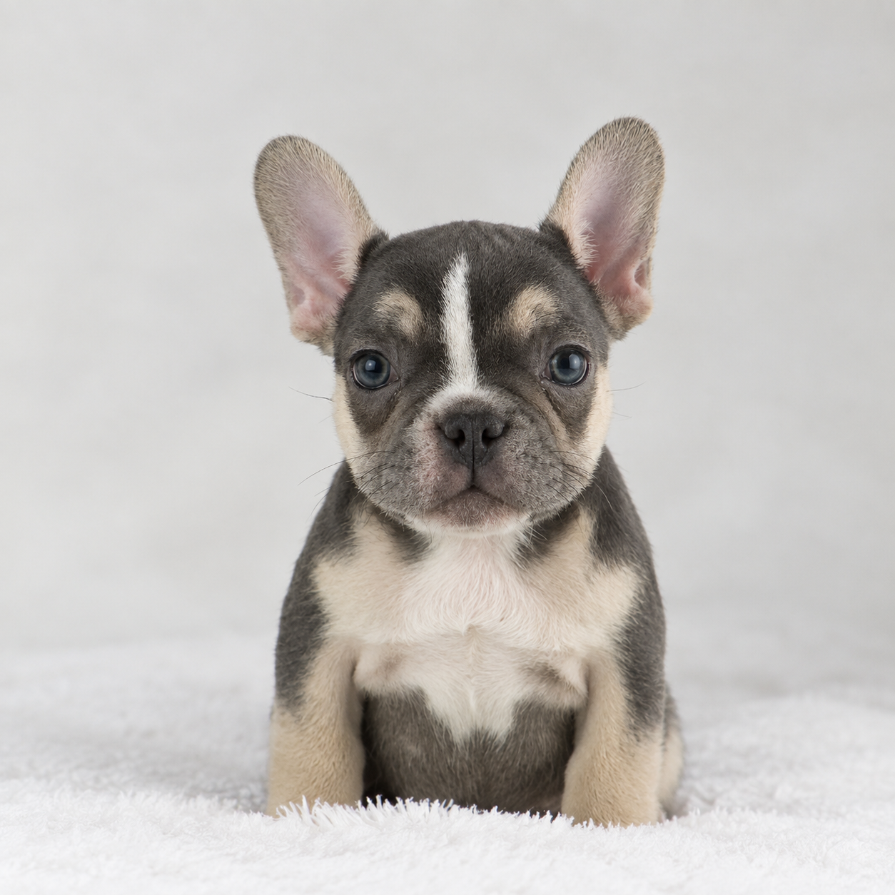 Luna - French Bulldog Puppy Female